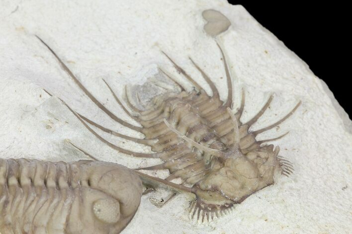 Rare Ceratonurus Trilobite With Kainops - Black Cat Mountain #104038